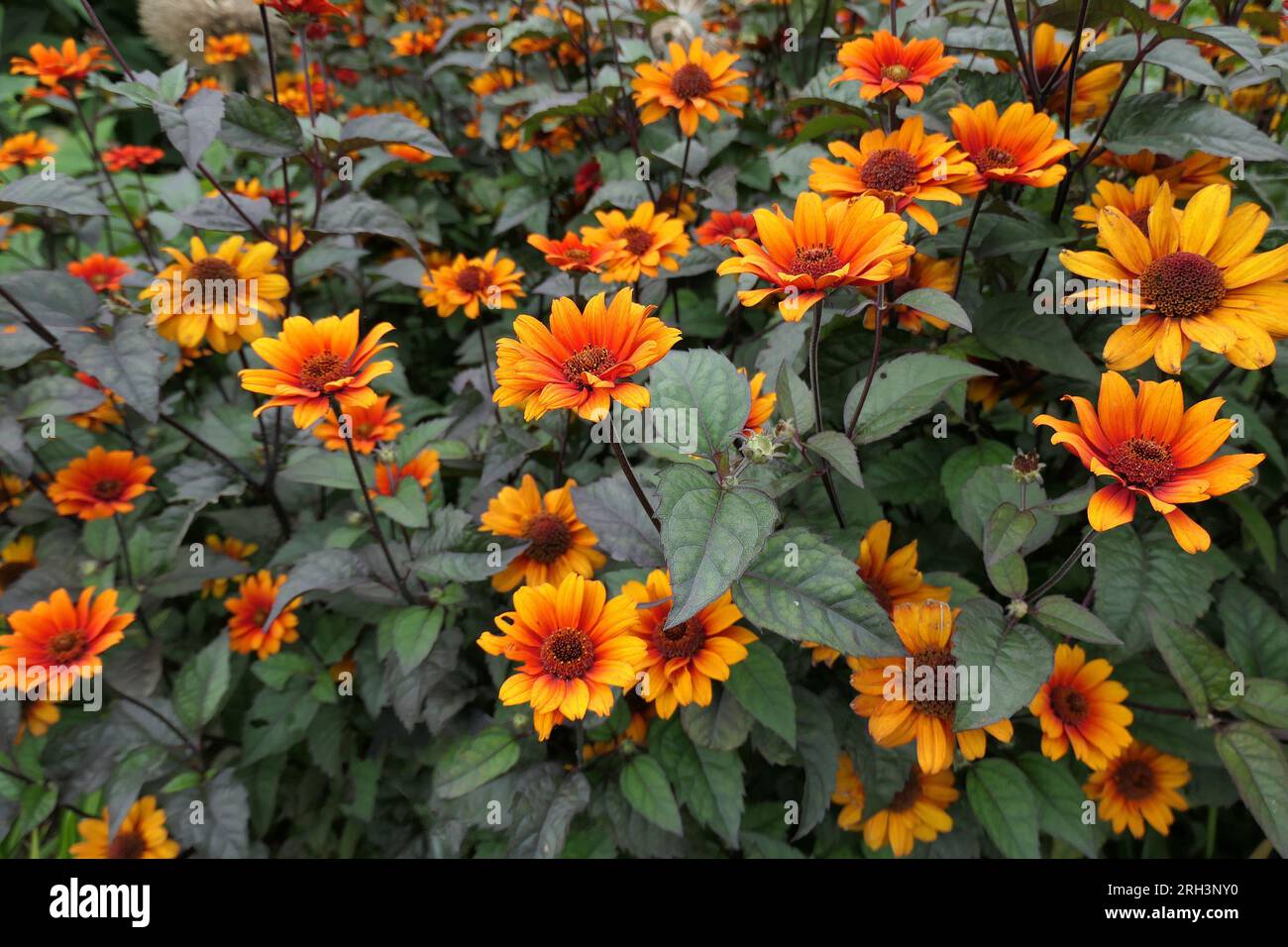 Die Verengung der gelben Sommerblüte der mehrjährigen Gartenpflanze Heliopsis helianthoides var. Skabra oder blutende Herzen. Stockfoto