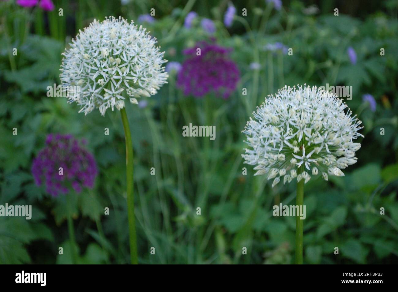 Alliums Stockfoto