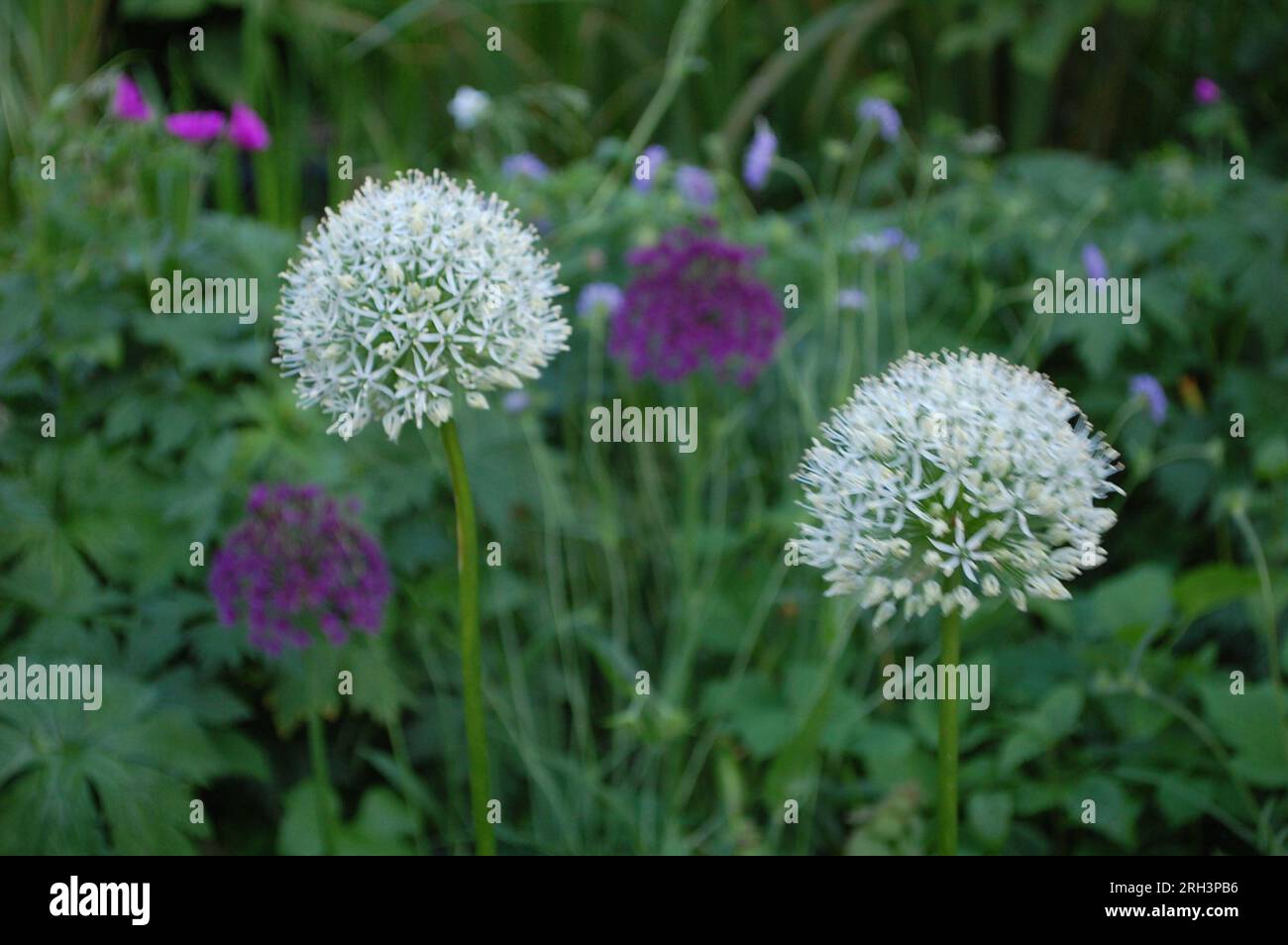 Alliums Stockfoto