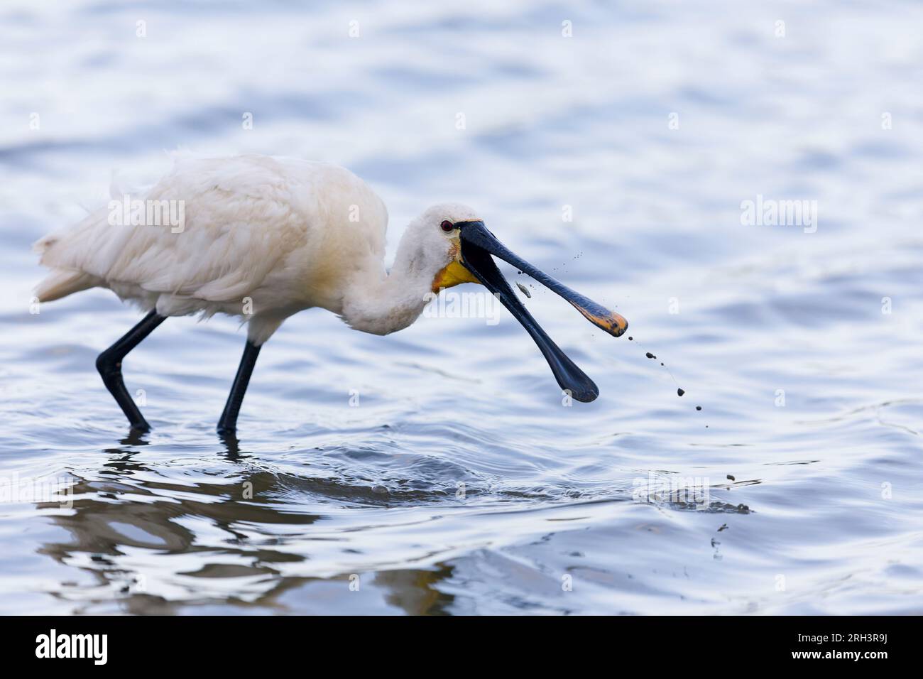 Eurasischer Löffelschnabel Platalea leucorodia, Erwachsenenfütterung von dreirädrigem Stickleback Gasterosteus aculeatus, Erwachsener, Minsmere RSPB Reserve, Suffolk Stockfoto