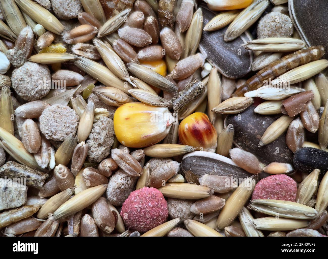 Futter für Nagetiere aus Hafer, Graspellets, Futtermitteln, Mais, Weizen, isoliert auf weißem Hintergrund Stockfoto