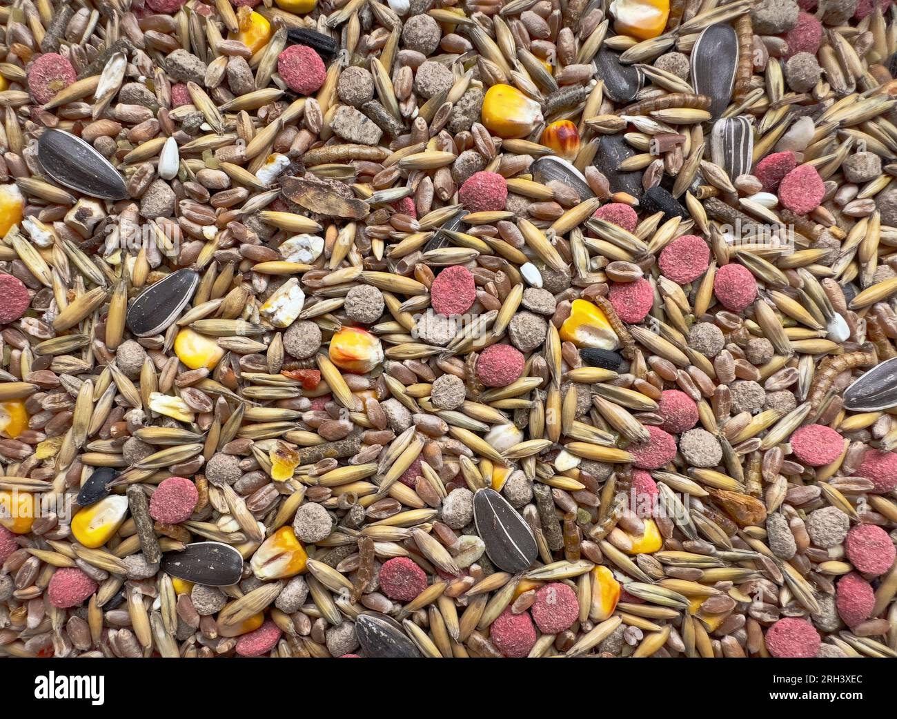 Futter für Nagetiere aus Hafer, Graspellets, Futtermitteln, Mais, Weizen, isoliert auf weißem Hintergrund Stockfoto