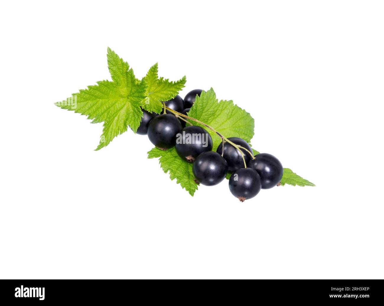 Schwarzer Ast der Johannisbeere isoliert auf weißem Hintergrund. Ein Haufen schwarze Johannisbeeren mit Blättern. Stockfoto