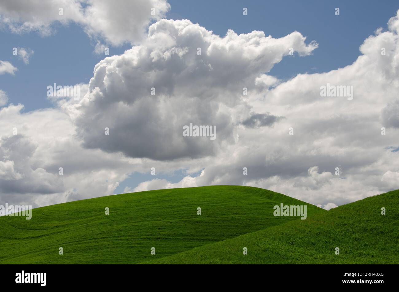 Grüne Hügel aus Weizen und Kumuluswolken an einem Junitag. Whitman County, Washington, USA. Stockfoto