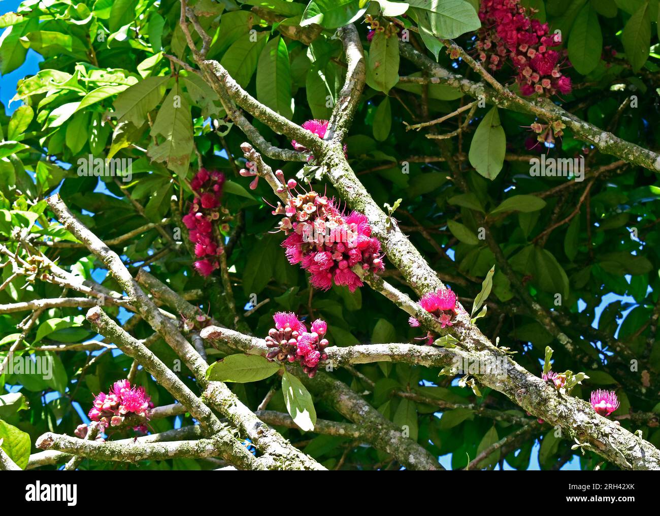 Malaiische Apfelblüten (Syzygium malaccense) auf Bäumen, Teresopolis, Rio de Janeiro, Brasilien Stockfoto
