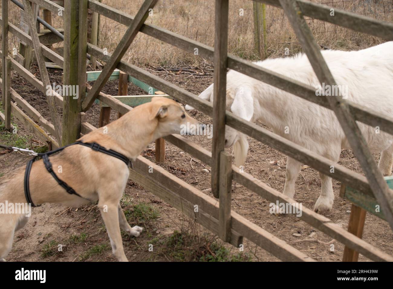 Tierische Begegnung zwischen einer Hündin Galgomix u. trächtigen weißen Schaf Stockfoto