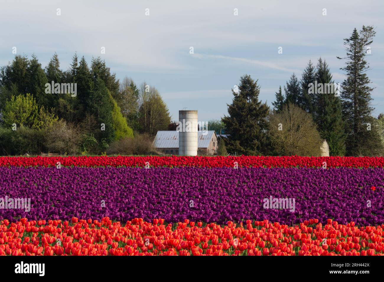 Tulpenfelder und nahegelegene Bauernhöfe. Skagit Valley, Washington, USA. Stockfoto