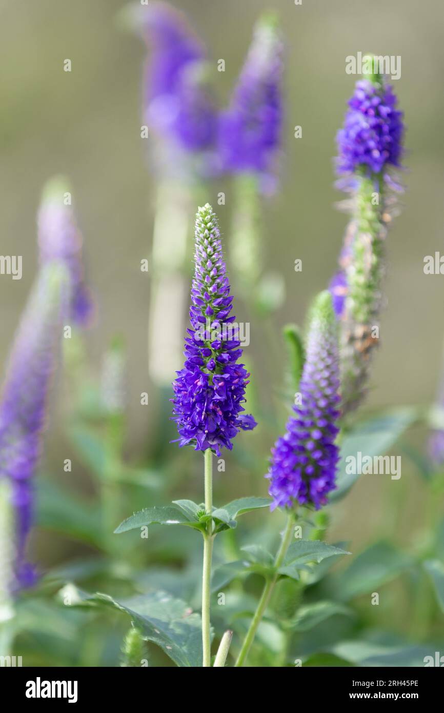 Veronica Spicata (Common Speedwell) „Anniversary Blue“, Eine Sommerblüte, ganzjährig. Stockfoto