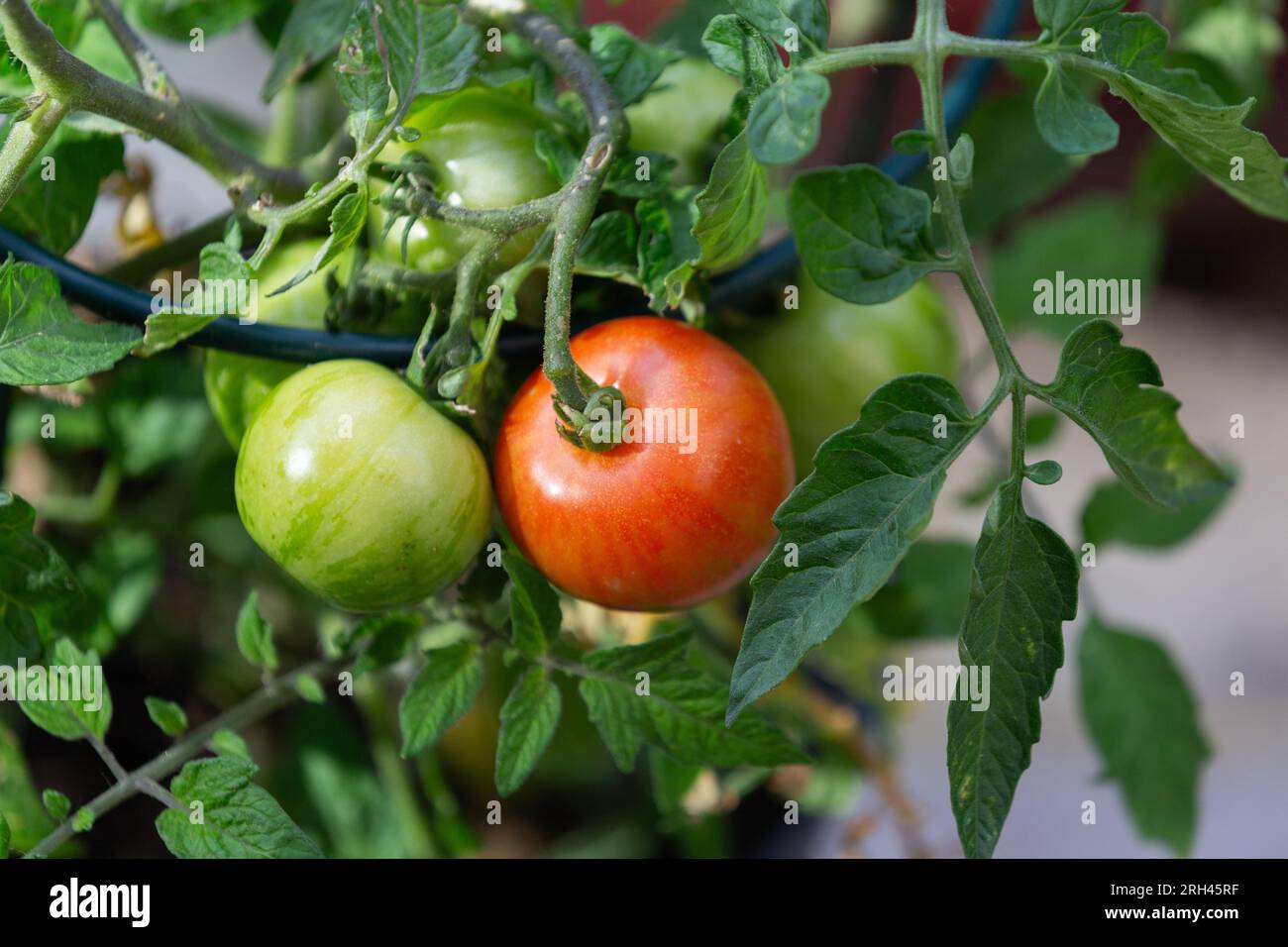Eine Tomatenpflanze. Eine reife und eine grüne Tomate, die auf einem Stab wächst. Stockfoto