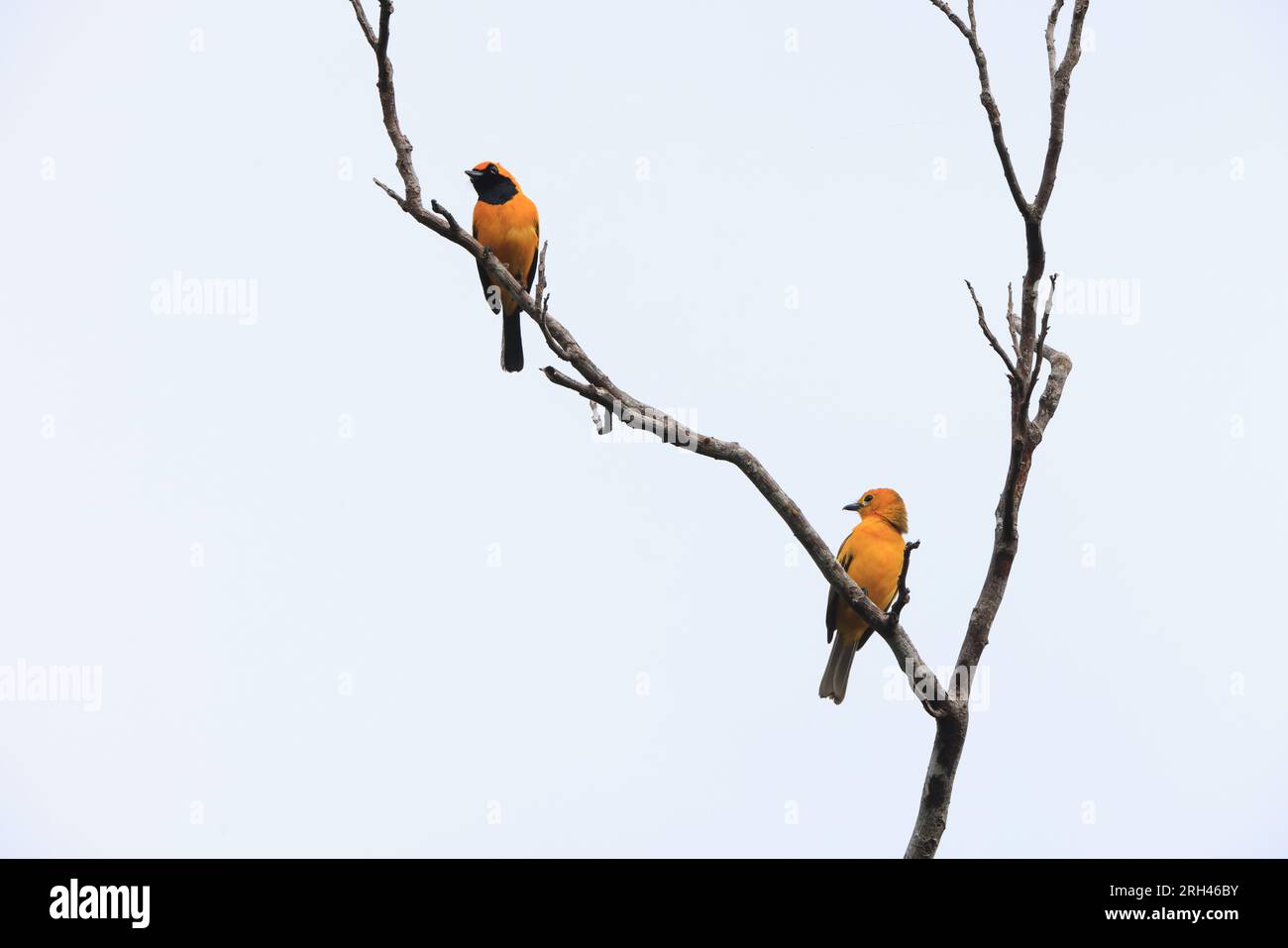 Der goldene Monarch (Carterornis chrysomela kordensis) ist eine Vogelart der Familie Monarchidae aus Neuguinea. Dieses Foto war Tak Stockfoto