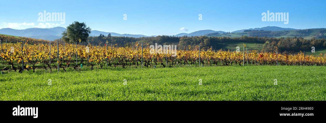 Panoramaaussicht im Beaujolais-Land mit Weinbergen und Hügeln Stockfoto