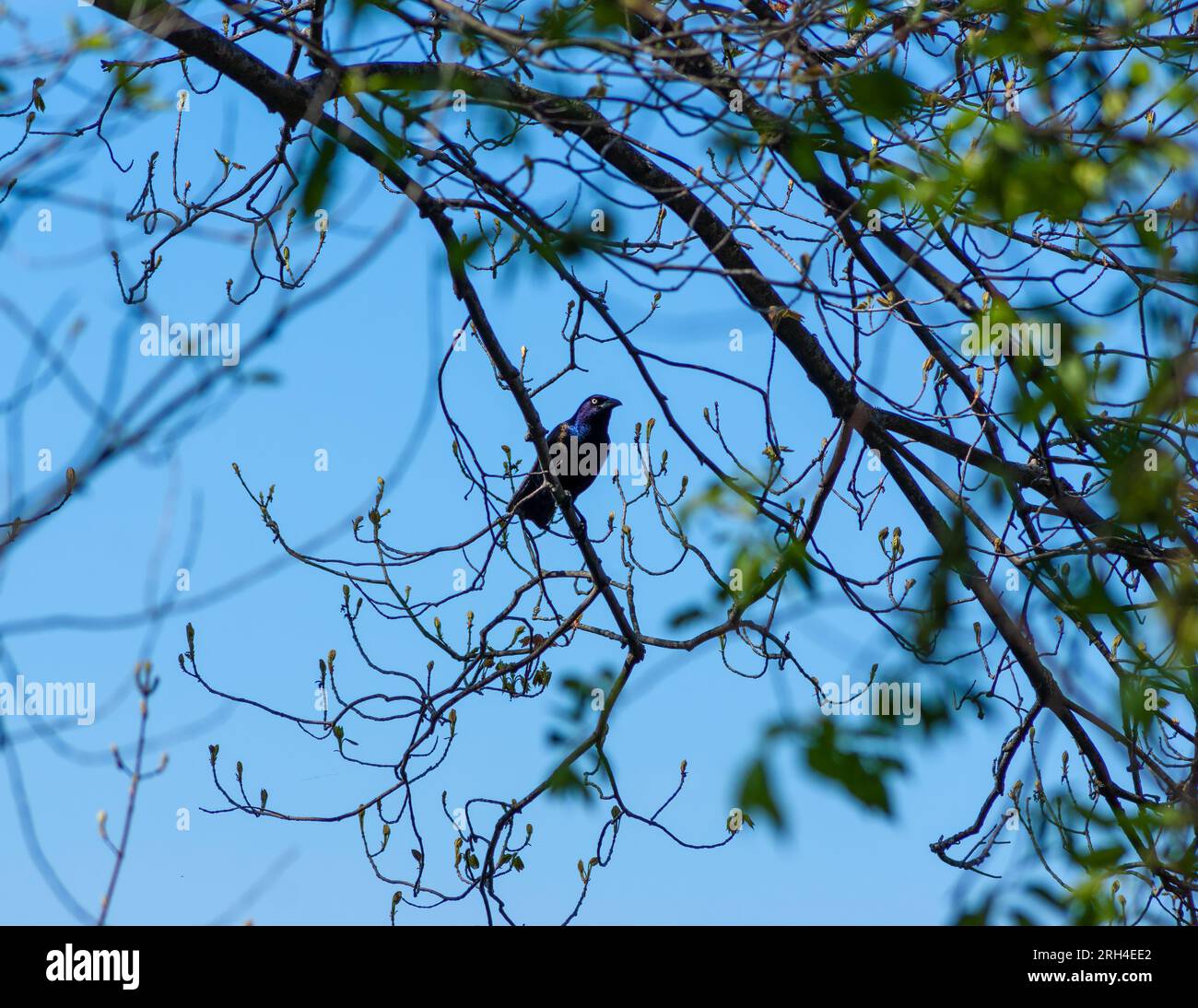 Gemeine Schnauze (Quiscalus quiscula) thront auf einem Baumzweig gegen blauen Himmel, umgeben von auftauchendem Frühlingslaub. Cutler Park Reservation, Needham Stockfoto