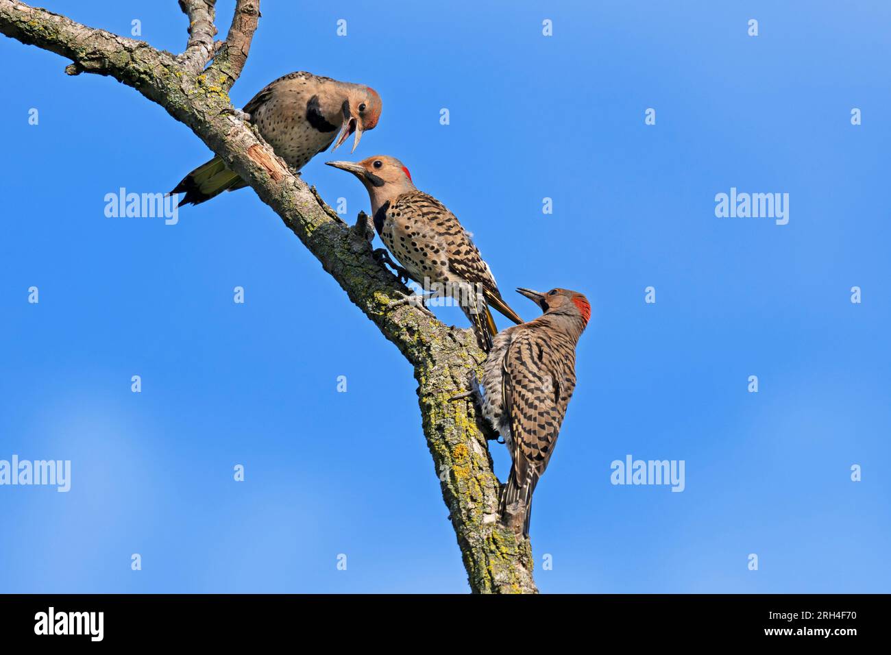 Nördlicher Flicker (Colaptes auratus), Specht Stockfoto