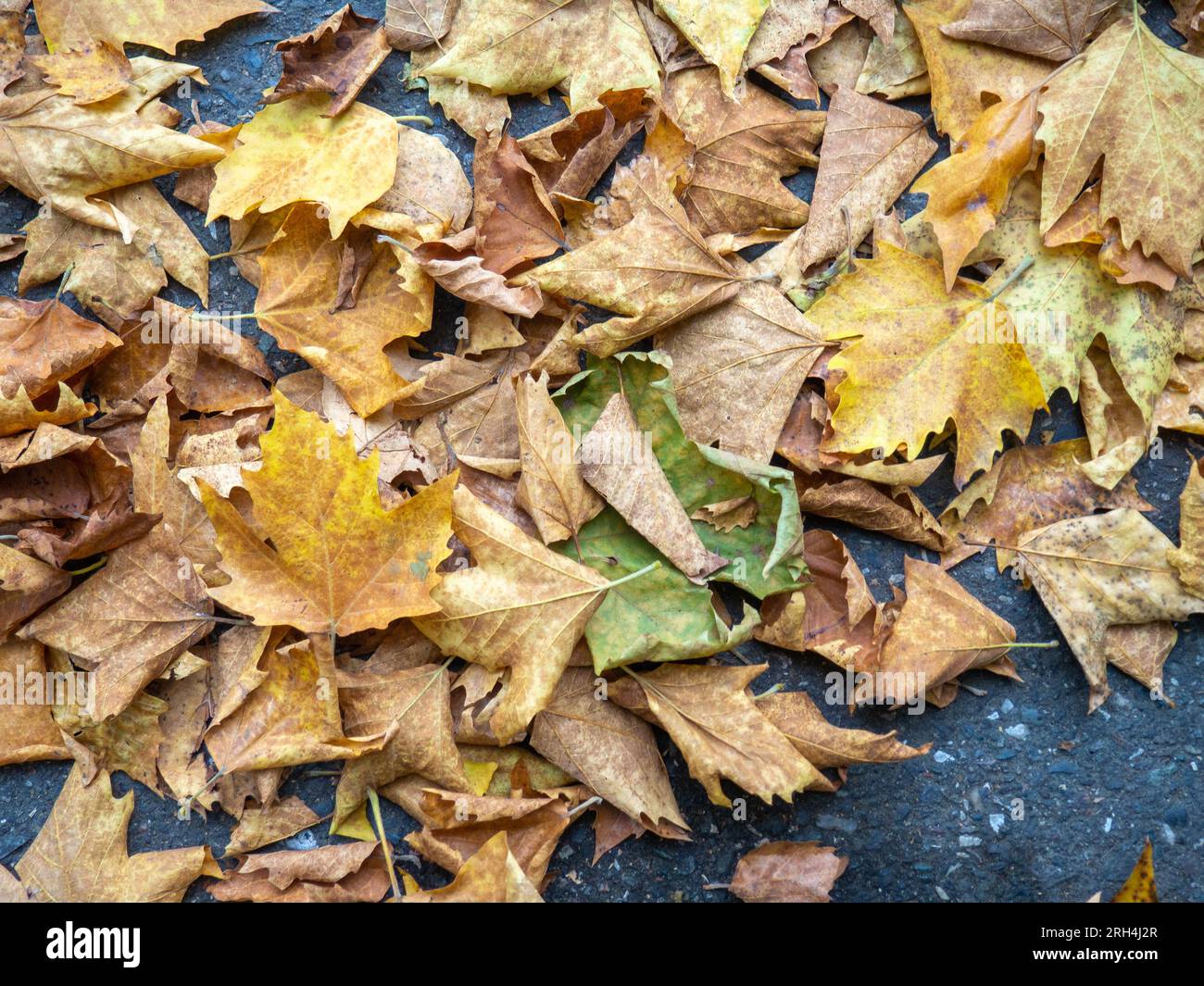 Der Herbst kommt. Gefallene Ahornblätter auf dem Bürgersteig. Gelbe trockene Blätter im August. Früher Laubfall. Herbstkonzept. Der Sommer ist vorbei. Stockfoto