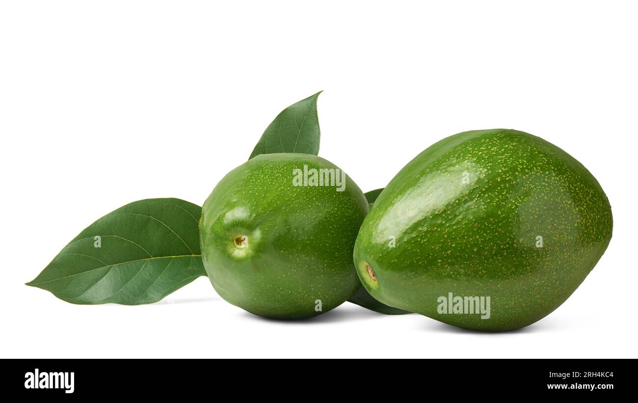 Dunkelgrüne Avocados mit Blättern, Persea americana, auch bekannt als Alligatorbirnen- oder Butterfrucht, nahrhafte Früchte, cremige Konsistenz, milder Geschmack und zahlreiche Stockfoto