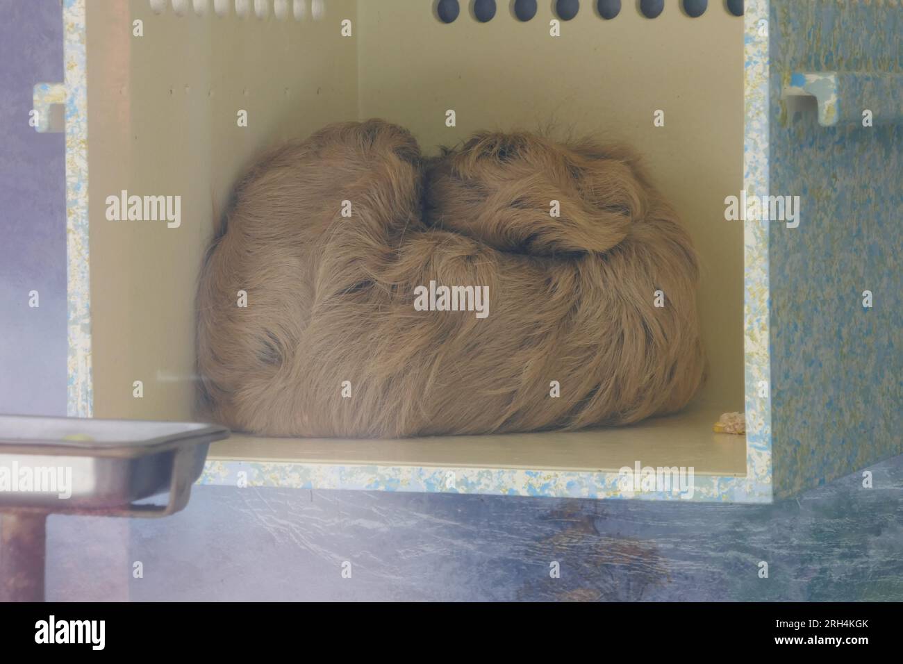 Los Angeles, Kalifornien, USA 11. August 2023 Sloth schläft am 11. August 2023 im LA Zoo in Los Angeles, Kalifornien, USA. Foto: Barry King/Alamy Stock Photo Stockfoto