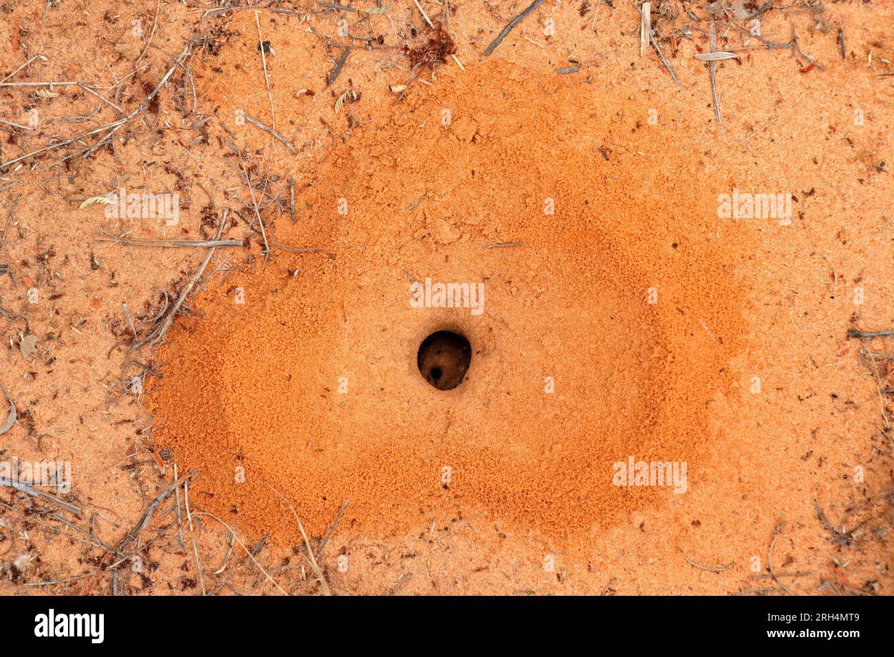 Herzförmiges Ameisennest mit kleinen schwarzen Arbeiterameisen, Südafrika Stockfoto