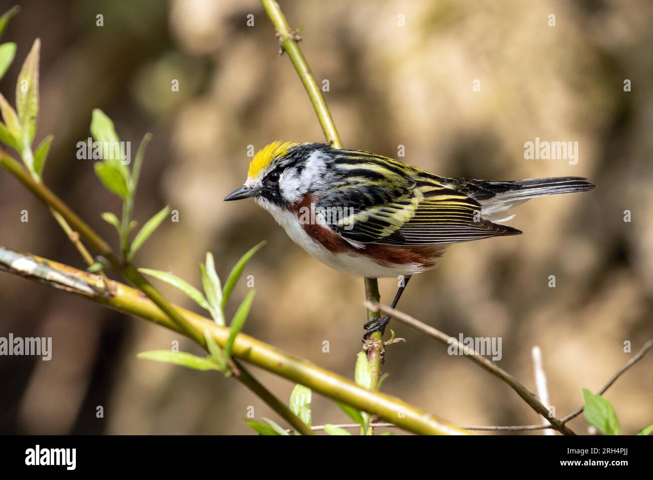 Nahaufnahme eines männlichen Kastanienbruders, der während der Frühlingswanderung auf einem grünen Ast in Ontario, Kanada, sitzt Stockfoto