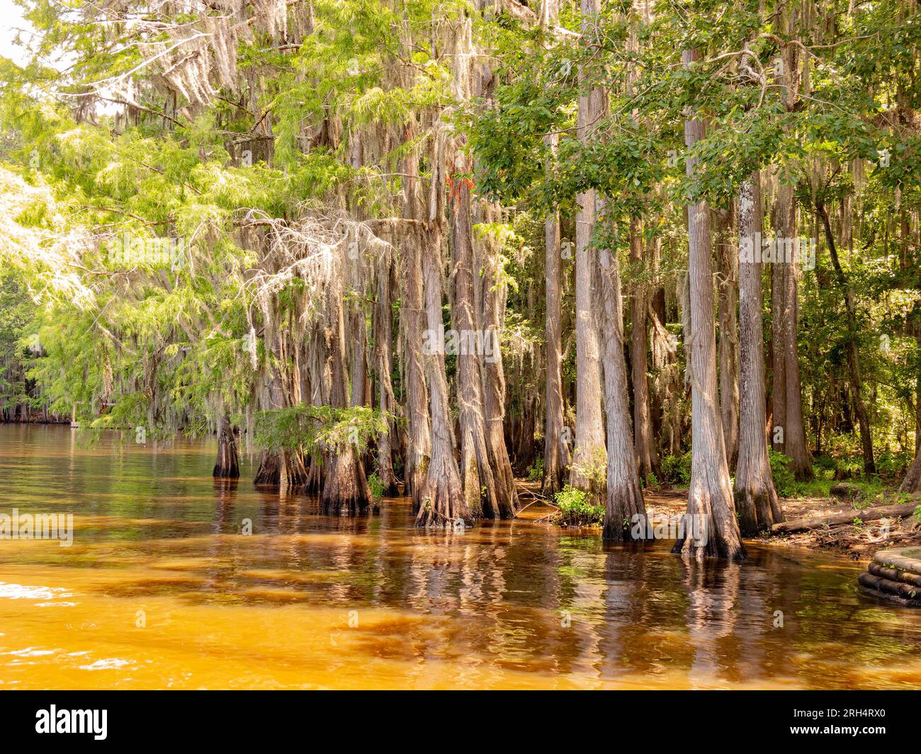 Sonniger Blick auf viele Weißkopfzypressen im Caddo Lake State Park in Texas Stockfoto