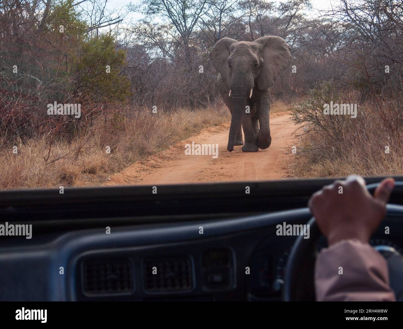 Begegnung mit Elefanten während einer Pirschfahrt in Südafrika. Stockfoto