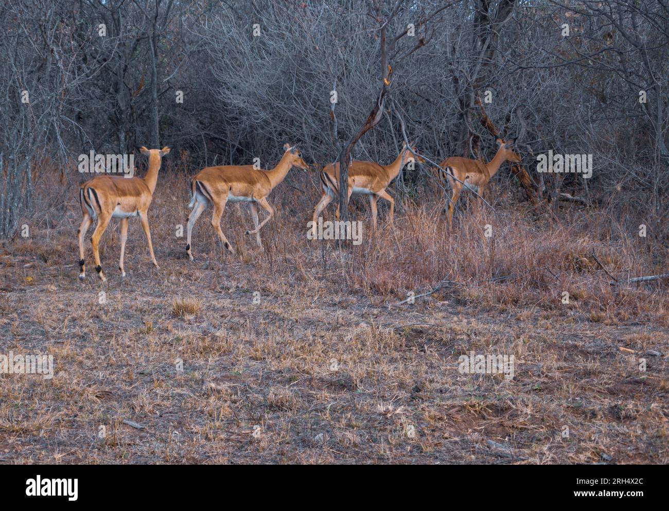 Der Impala oder Rooibok ist eine mittelgroße Antilope, die im östlichen und südlichen Afrika zu finden ist. Stockfoto