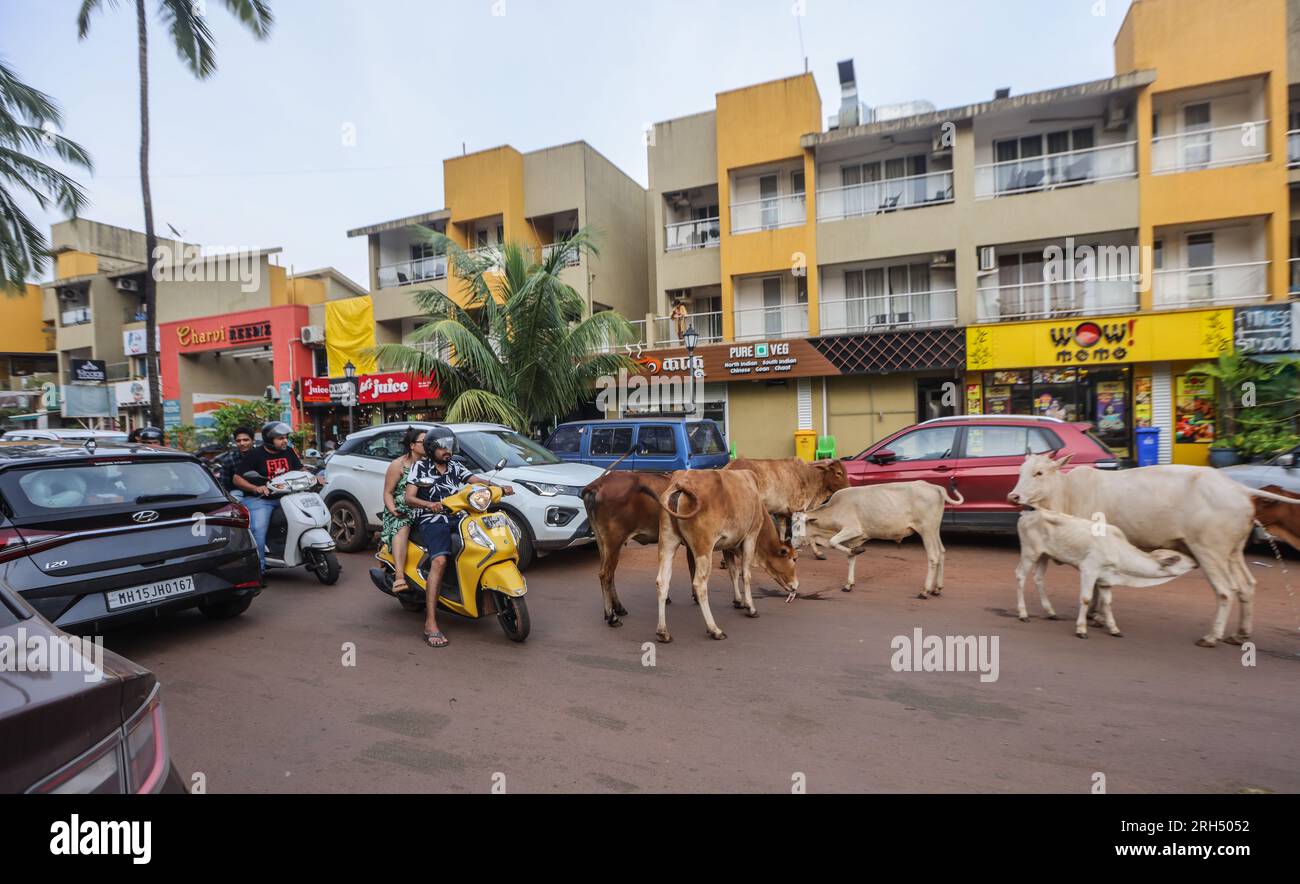 Arjuna, Goa, Indien. 14. Aug. 2023. Kühe bringen den Verkehr zum Stillstand, wenn sie sich entlang der Hauptstraße im Goa Beach Resort in Anjuna, Südindien. Paul Quezada-Neiman Kredit: Paul Quezada-Neiman/Alamy Live News Stockfoto