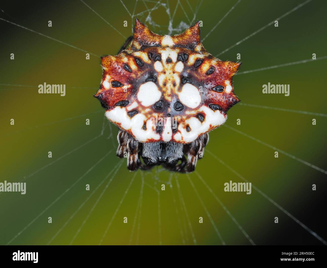 Weiblicher asiatischer Spinnen-Orbweaver (Thelacantha brevispina) auf Maui, Hawaii Stockfoto