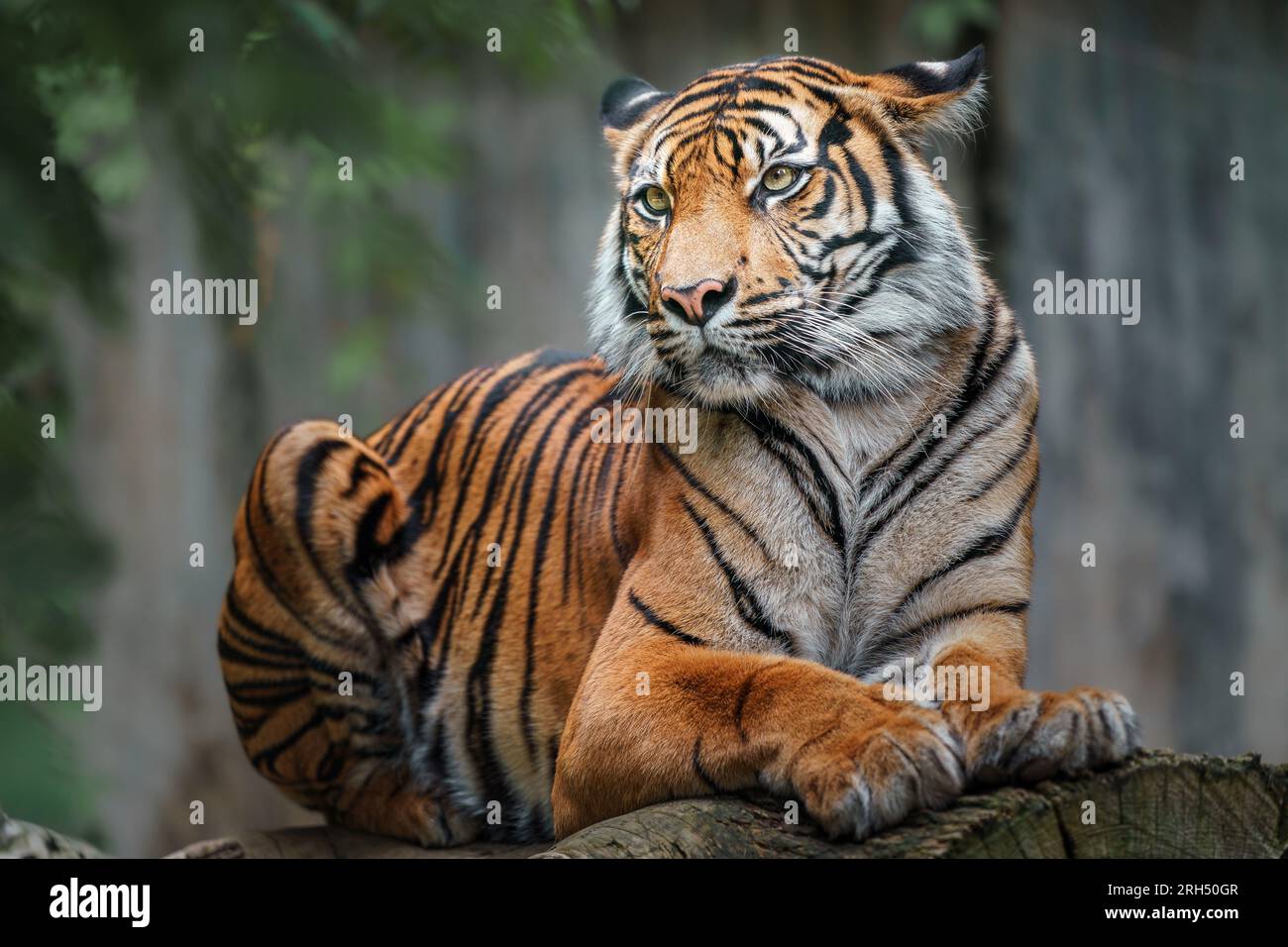 Porträt eines königlichen bengalischen Tigers, aufmerksam und starrend auf die Kamera. Nationaltier von Bangladesch. Stockfoto