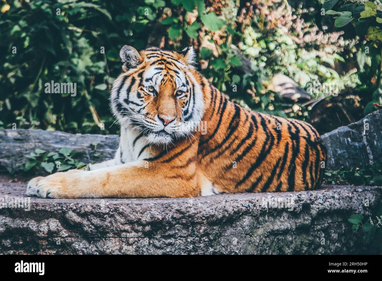 Porträt eines königlichen bengalischen Tigers, aufmerksam und starrend auf die Kamera. Nationaltier von Bangladesch. Stockfoto