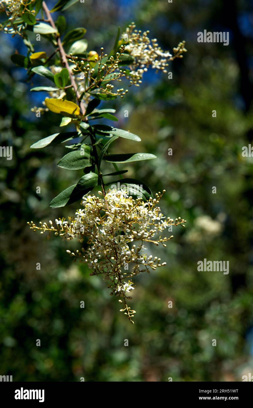 Schwarzdorn (bursaria Spinosa), auch bekannt als Sweet bursaria, hat ein süßes Parfüm, das Insekten anzieht. Die Unterart Macrophylla hat keine Dornen. Stockfoto