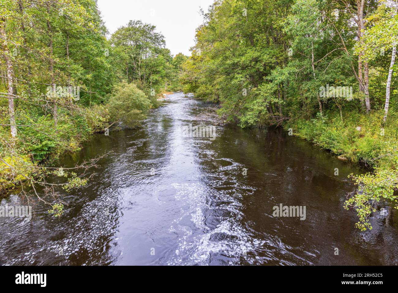 Wasserlauf mit fließendem Wasser in einem üppigen grünen Wald Stockfoto