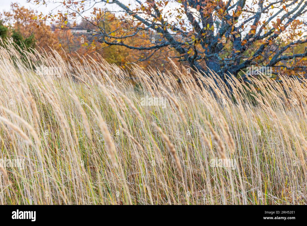 Grashalm auf einer Wiese im Herbst Stockfoto