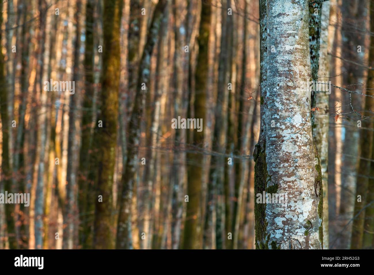 Hohe Baumstämme im Wald, Waldlandschaft im Winter. Selektiver Fokus. Stockfoto