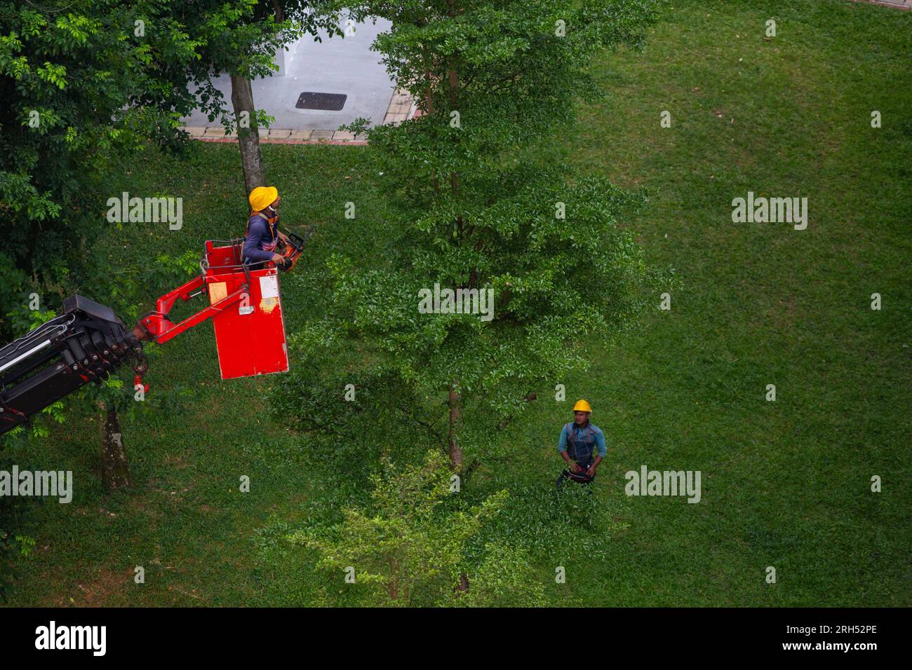 Ein indischer Arbeiter wird auf dem Kran angehoben, um die Baumäste abzuschneiden, während ein Bediener auf dem Boden die Richtung und Höhe sorgfältig steuert. Stockfoto