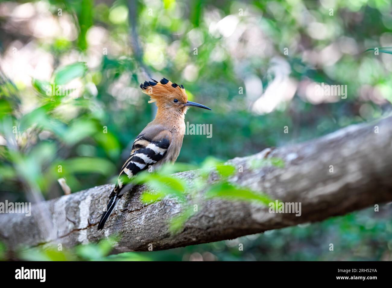 Madagaskar-Hoopoe (Upupa marginata), eine Art von Hoopoe in der Familie Upupidae. Einheimischer Vogel, der auf dem Baumstamm sitzt. Isalo-Nationalpark, Madagaskar Stockfoto