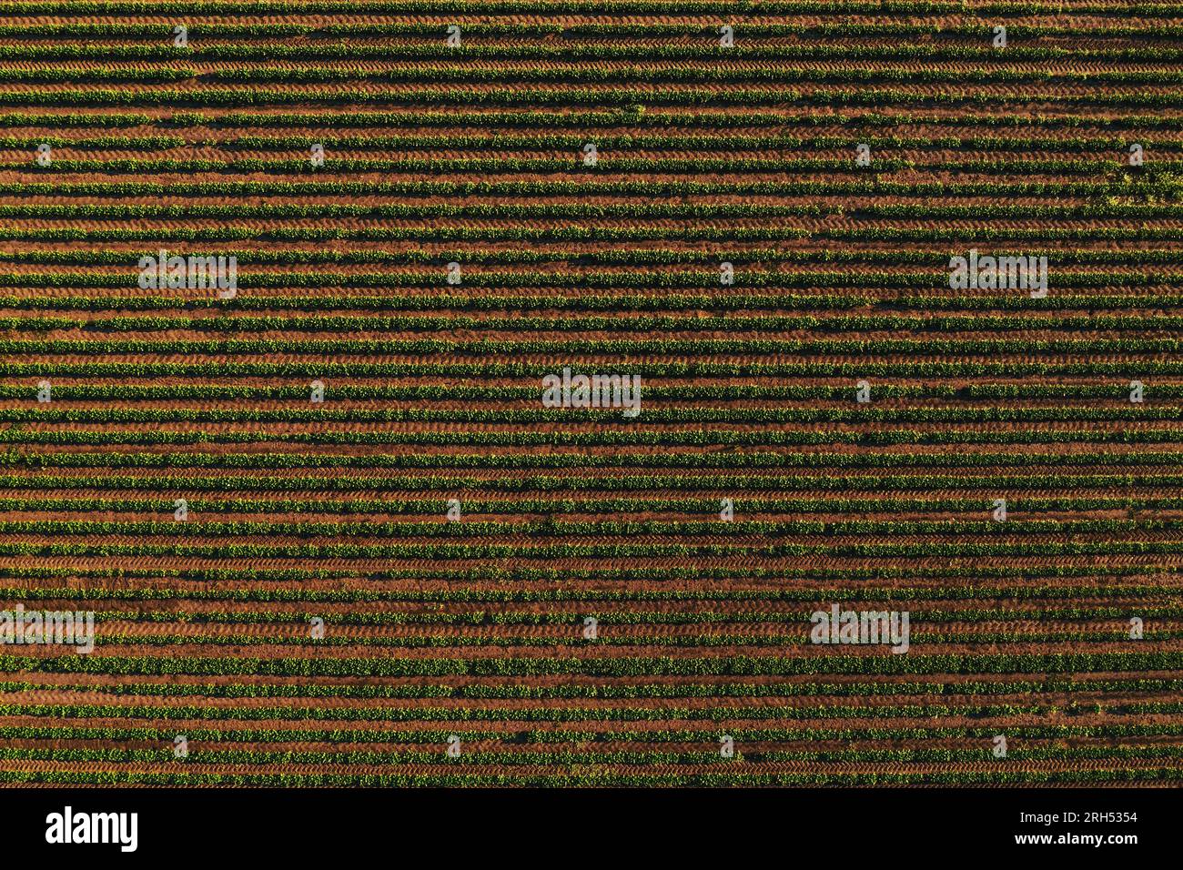 Reihen von Sojabohnenkulturen auf dem Feld, die Streifenmuster bilden, Luftaufnahme von der Drohne pov direkt darüber Stockfoto
