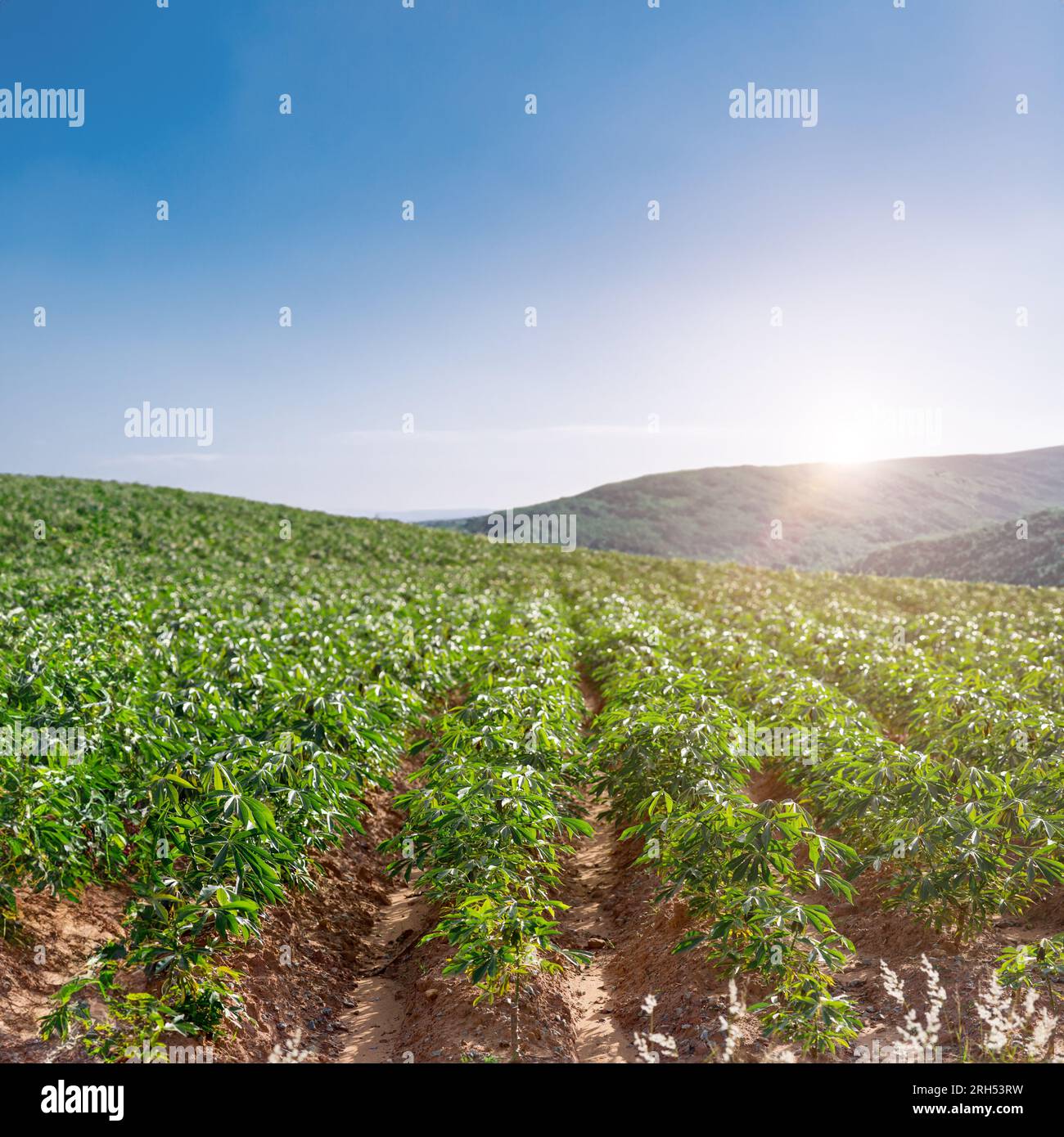 Kassava-Plantagenfeld auf einem wunderschönen Hügel im Tal mit blauem Himmel und Sonnenlicht für Werbespots für landwirtschaftliche Nutzpflanzen Stockfoto