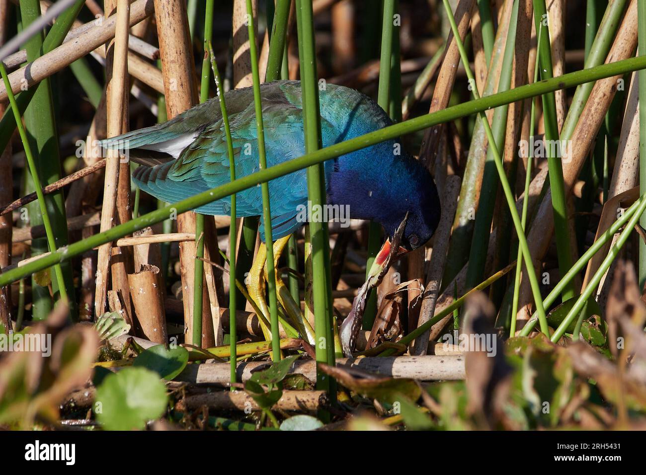 Porphyrula martinica, Zwergsultanshuhn, frisst einen Frosch, american Purple gallinule, Yellow-Legged gallinule, einen Frosch essen Stockfoto