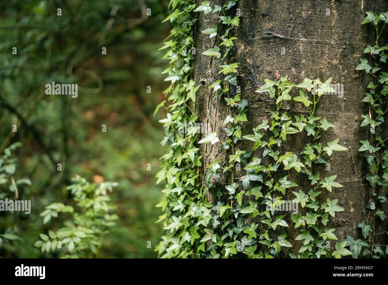 Baum, auf dem Efeu wchst Stockfotografie - Alamy