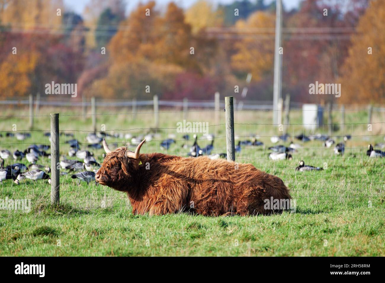 Hochlandrinder mit langen Hörnern, die auf dem Boden in einem Stall liegen, und einer großen Herde von Gänse hinter einem Zaun mit Herbstlaub auf dem Rücken Stockfoto