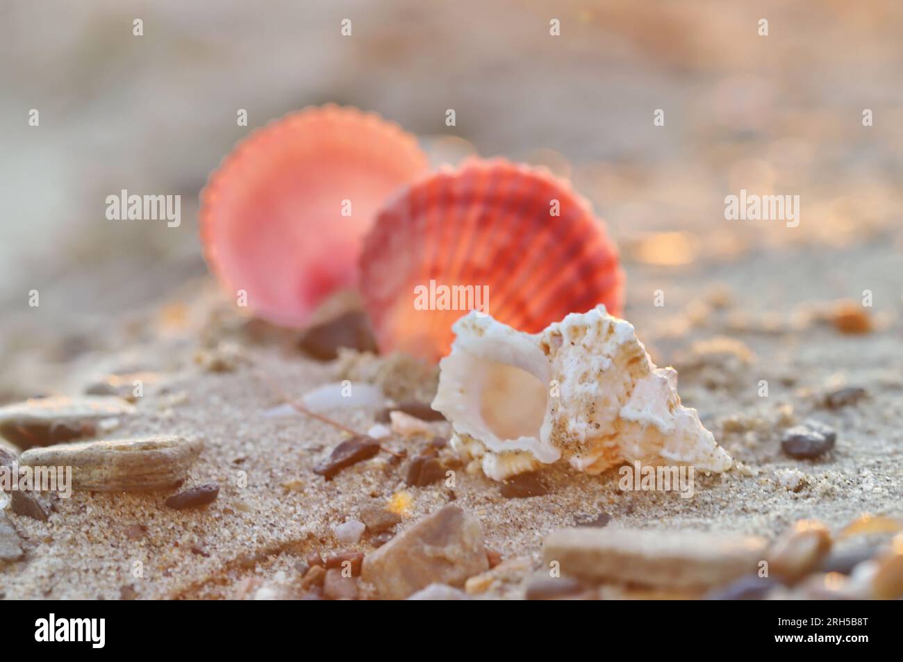 Muschel am Strand Stockfoto