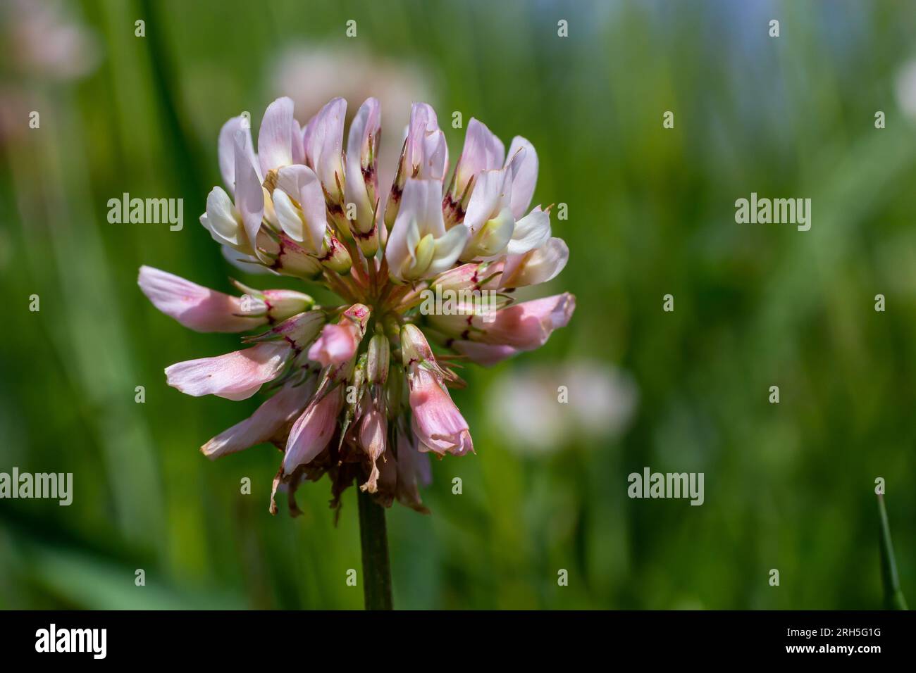 Weiße Kleeblümchen. Mehrjährige Fabaceae-Pflanzen. April-Juli ist die Blütezeit, und es ist auch eine Futter-, Gründünger- und Nektar-Pflanze. Stockfoto