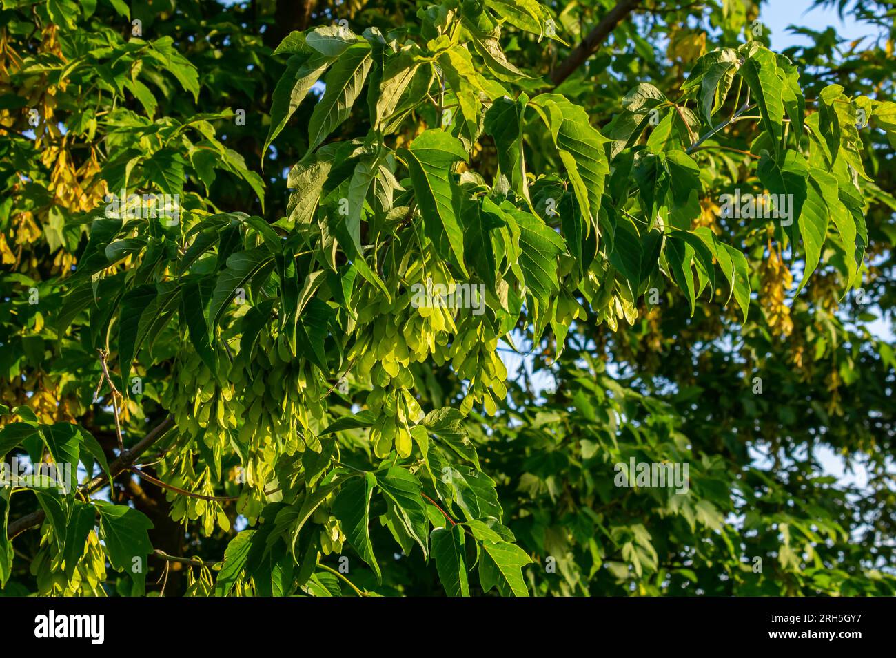 Nahaufnahme der rötlich-rosa reifen Früchte des Ahorns. Stockfoto