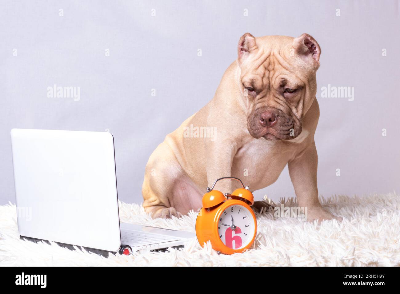 Porträt eines amerikanischen Bully-Welpen, der neben einem Laptop und einer Uhr sitzt. Hundetrainingkonzept. Online-Schulung für Haustiere. Zurück in die Schule. Stockfoto