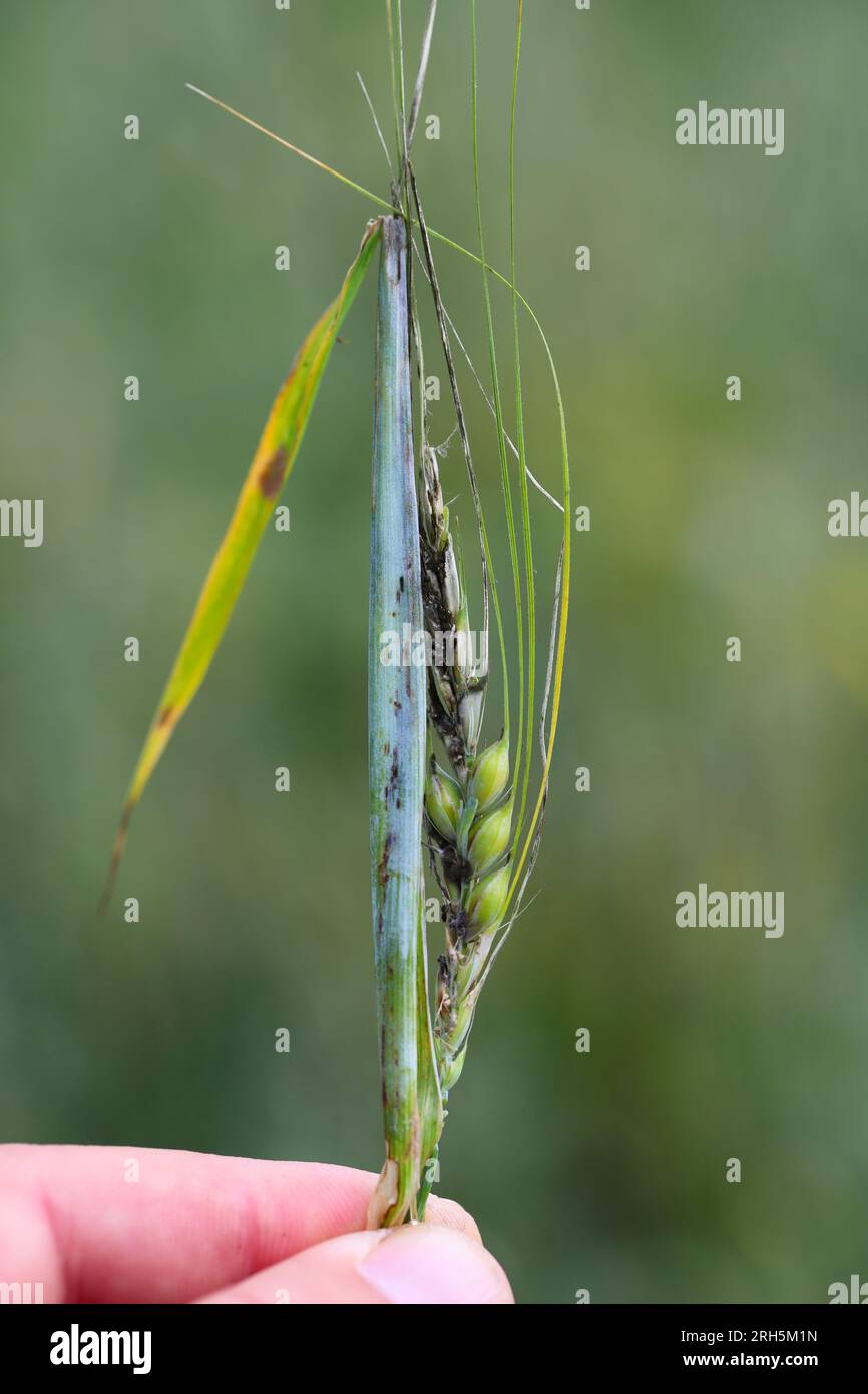 Ein Gerstenohr, das durch eine Mottenraupe (Cnephasia) geschädigt wurde. Es sind sekundäre Pilzinfektionen aufgetreten, zu denen Mykotoxine gehören können. Stockfoto