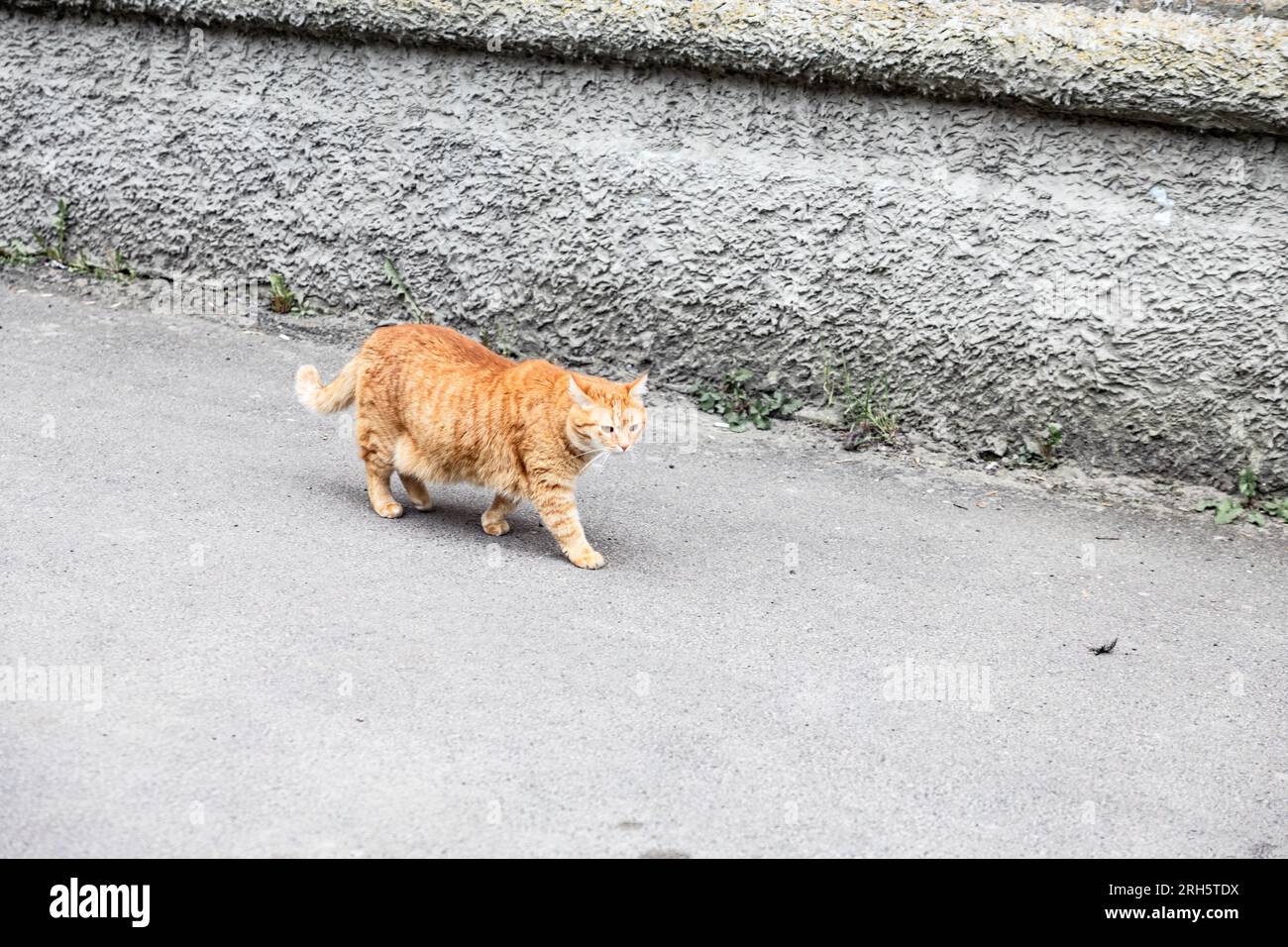 Die rote, dicke Katze geht die Straße entlang Stockfoto