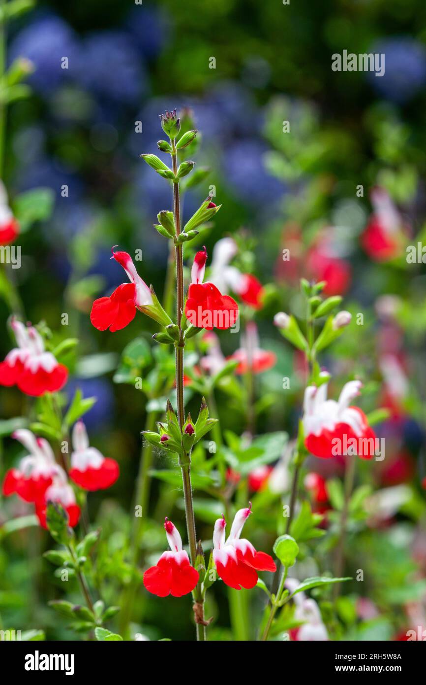 Baby Sage (Salvia microphylla) Pflanzen in voller Blte mit rot-weien  Blten in Nahaufnahme Stockfotografie - Alamy