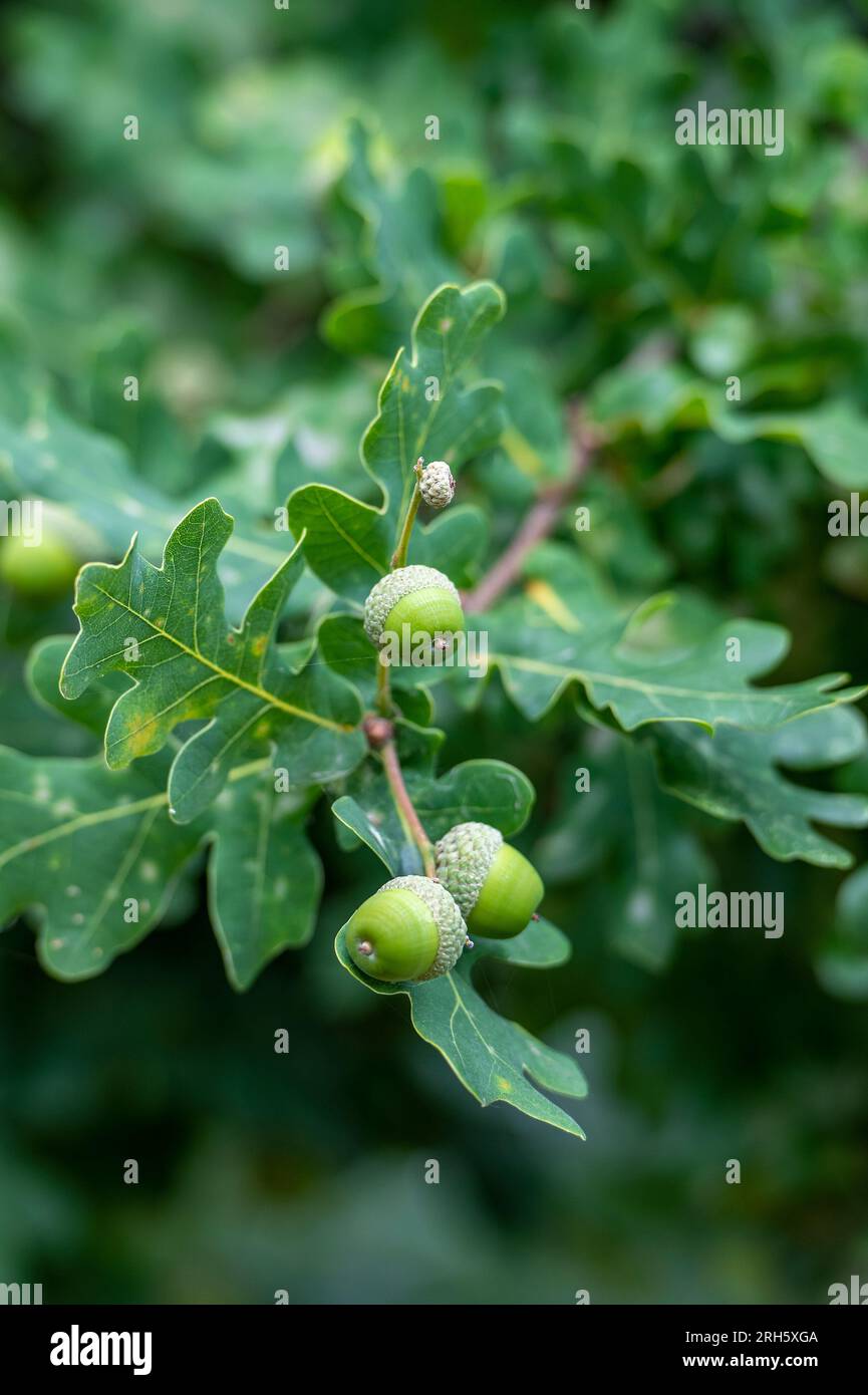 Schöne grüne Eicheln, die während eines Mastjahres auf einer Eiche wachsen. Üppig grüne Eichenblätter und Eicheln. Stockfoto