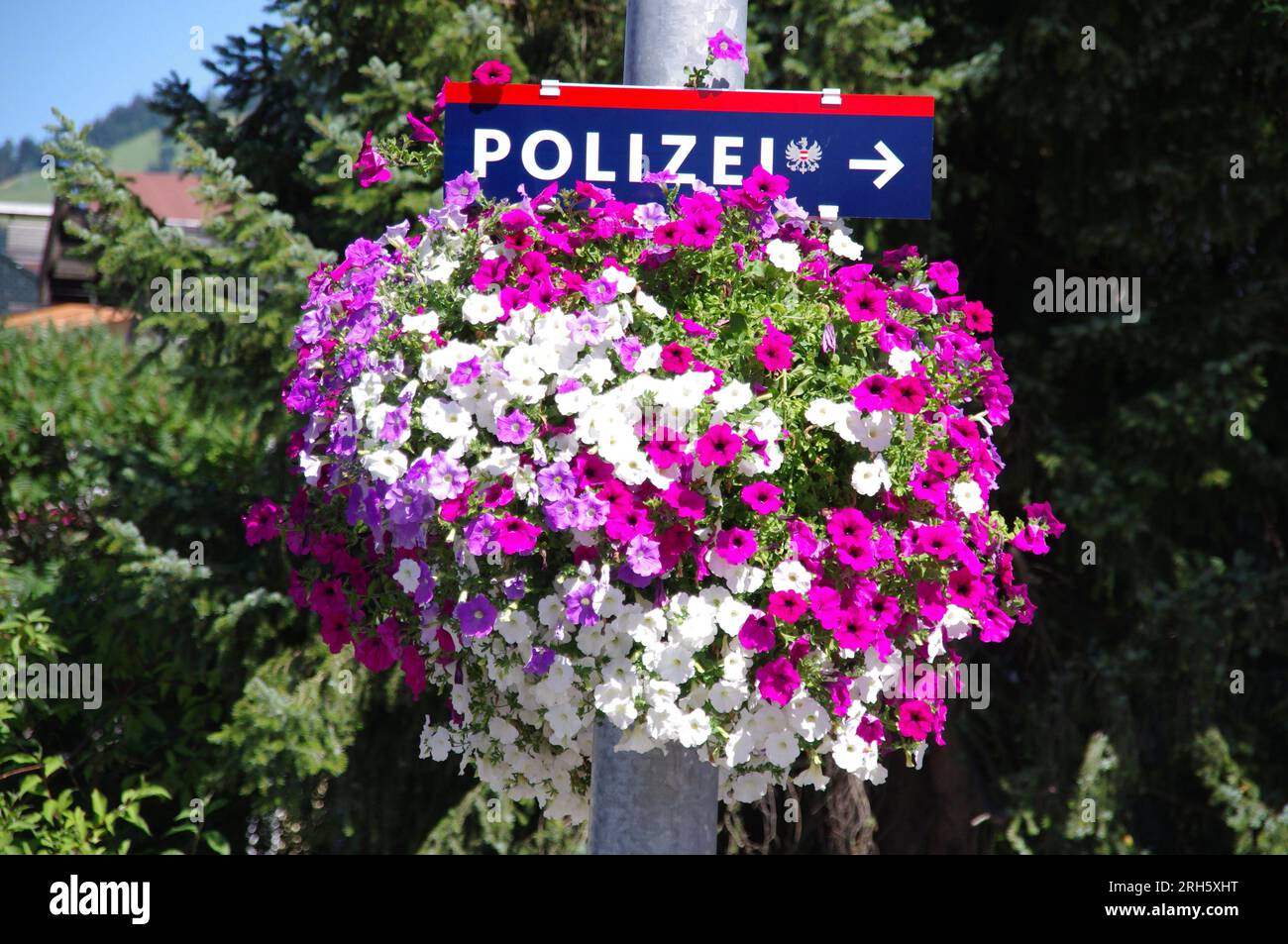 Kufstein, Österreich, Ein Hängekorb mit pinkfarbenen und weißen Blumen, mit Polizeischild dahinter. Stockfoto