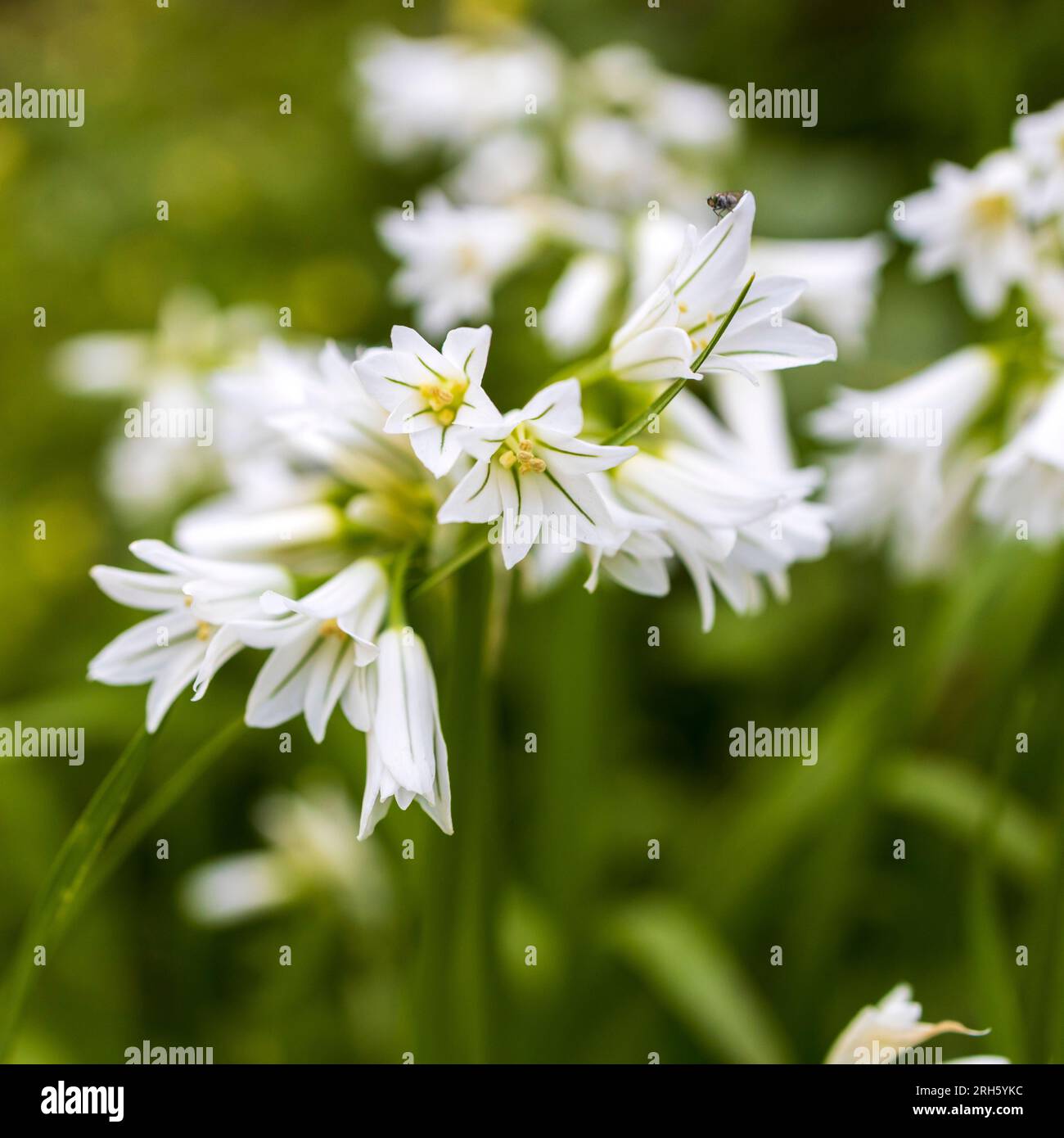 Allium triquetrum ist eine bulbusblühende Pflanze der Gattung Allium aus dem Mittelmeerbecken. Auf Englisch wie dreieckiger Lauch, in Australien Stockfoto